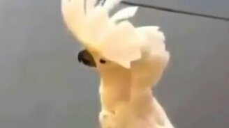 Лающий какаду - смотреть видео (0:50)