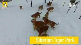 Тигры против дрона - смотреть видео (0:57)