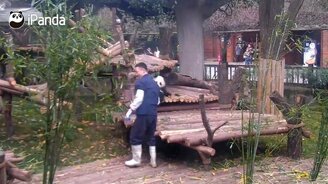 Панда-проказница - смотреть видео (0:54)