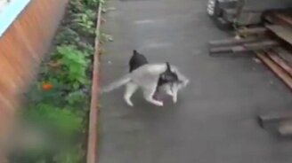 Спасти рядового котика - смотреть видео (0:30)