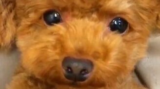 Чебурашка жив! - смотреть видео (0:32)