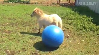 Забавности с животными - смотреть видео (6:18)