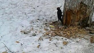 Дятел с ума спятил - смотреть видео (0:49)