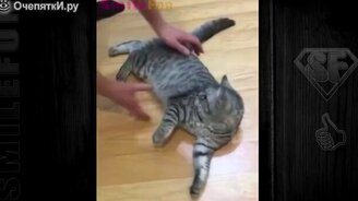 Прикольные котики в сборке - смотреть видео (3:20)