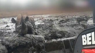 Тракторист спас носорога - смотреть видео (1:07)