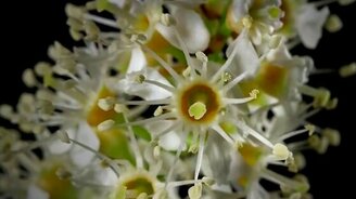 Растения распускаются - смотреть видео (2:26)