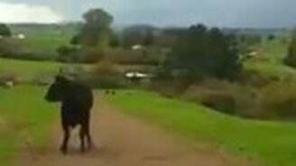 Бычок атаковал квадроциклиста - смотреть видео (2:40)