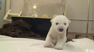 Первые шаги в жизни зверей - смотреть видео (2:09)