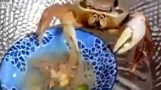 Краб ест лапшу - смотреть видео (3:11)