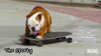 Звери ведут себя словно люди - смотреть видео (2:52)