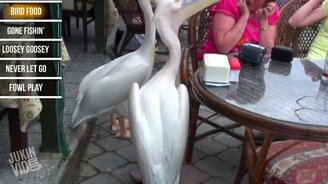 Берегись, птицы нападают! - смотреть видео (2:48)