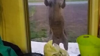 Кенгуру ломится в дверь - смотреть видео (0:23)