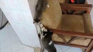 Знакомство щенка и котёнка - смотреть видео (1:01)