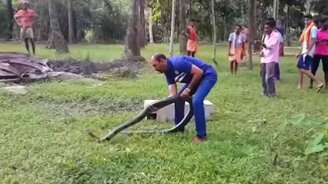 Спасение королевской кобры - смотреть видео (0:57)