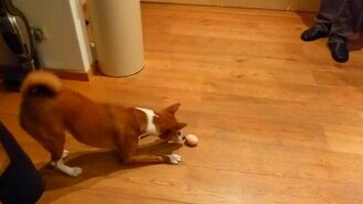 Собака против куриного яйца - смотреть видео (1:08)