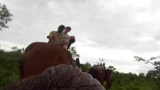 Умненький слон - смотреть видео (0:21)