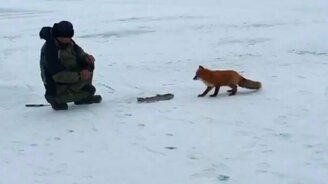 Лиса-нахалка - смотреть видео (2:04)