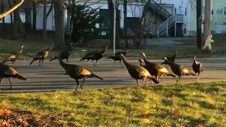 Индейки водят хоровод - смотреть видео (0:24)