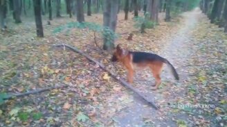 Овчарка против ствола - смотреть видео (1:10)