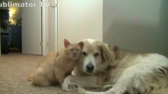 Приколизмы с собаками и щенками - смотреть видео (11:07)