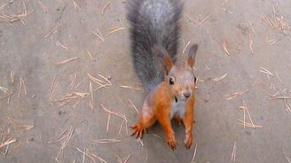 Белка-досмотрщик - смотреть видео (0:10)