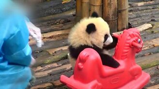 Панды и лошадь-качалка - смотреть видео (1:08)