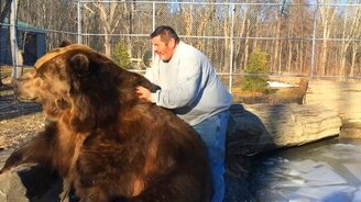 Огромный домашний мишка - смотреть видео (1:03)