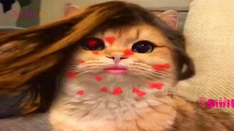 Смешные курьёзы с кошками и котами - смотреть видео (5:02)