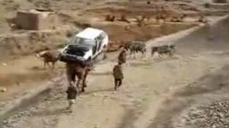 Верблюд тащит на себе машину - смотреть видео (0:25)