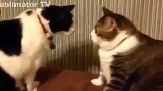 Смешные кошки и собаки - смотреть видео (10:13)