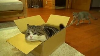 Хвост - лучшая забава - смотреть видео (0:27)