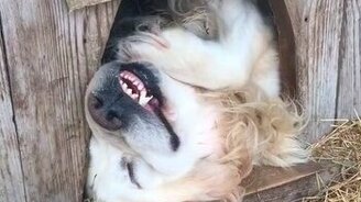 Осторожно, спящая собака! - смотреть видео (0:17)