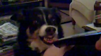 Пёс ненавидит телевизор - смотреть видео (1:23)