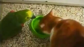 Попугай - помеха для кота - смотреть видео (0:36)