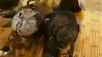 Битва за обед - смотреть видео (0:25)