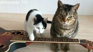 Смешные коты с озвучкой - смотреть видео (10:13)