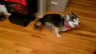 Когда искренне рад чему-то - смотреть видео (0:18)