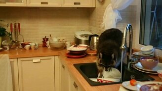 Енот решил помыть посуду - смотреть видео (0:47)