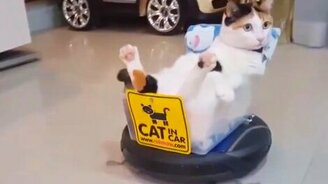 Как кот в квартире прибирается - смотреть видео (0:32)