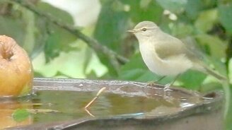 Купание птичек - смотреть видео (1:16)