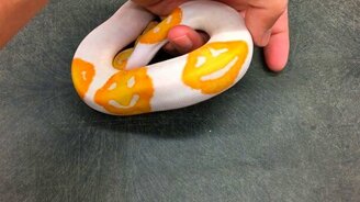 Улыбчивый рисунок на шкуре змеи - смотреть видео (0:16)