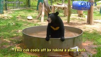 Мишка плещется в бассейне - смотреть видео (0:41)