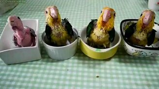 Попугайчики в чашках - смотреть видео (0:32)