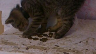 Котёнок монеты считает - смотреть видео (1:26)