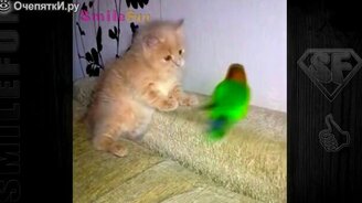 Смешные попугаи и коты - смотреть видео (4:57)