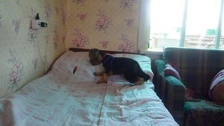 Пёсик и дырочка - смотреть видео (0:45)