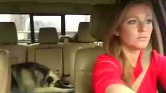 Собака подпевает хозяйке - смотреть видео (2:26)