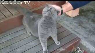 Кошачьи приколы плюс озвучка - смотреть видео (3:50)