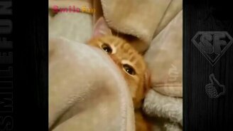 Приколы с котами и кошками с озвучкой - смотреть видео (5:17)