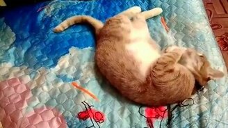 Кот и морковка - смотреть видео (3:16)